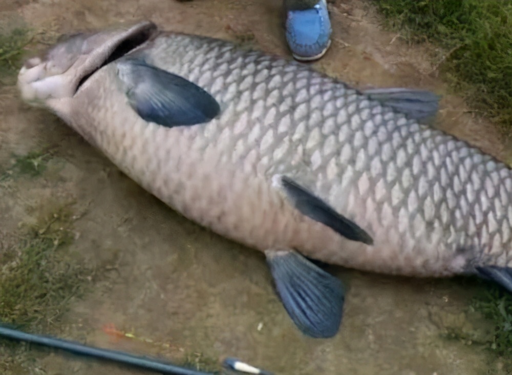 |钓鱼越久鱼竿越短？别再被带跑偏了，我们还在路上固步自封不可取