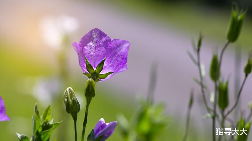 生肖@七月份开始，情缘降临，恰逢佳缘，真心收获浪漫爱情的四大生肖