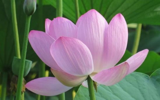 「生肖」天生”美人胚子“的三种生肖女,?年轻时貌美如花,晚年依旧迷人