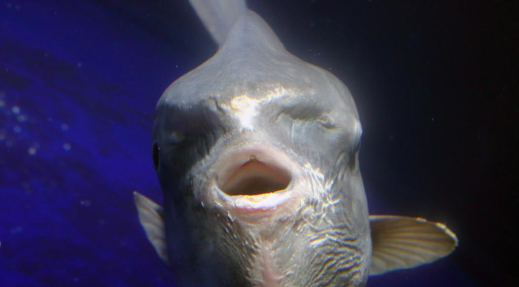 #长白山天池#长白山天池水怪频频出现,它到底是什么生物?科考队揭晓真相