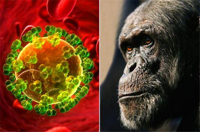 #黑猩猩#艾滋病毒来源于猩猩，第一个感染的人类是如何染上的？