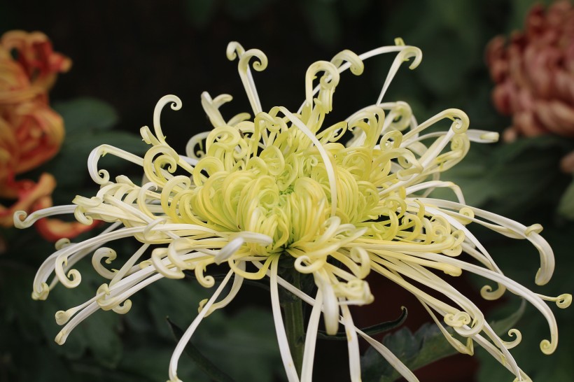 『生肖』7月初,异性缘最好,桃花运满满,太让人羡慕了的4大生肖!