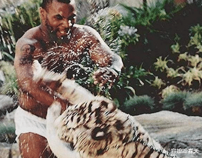 迈克·泰森：一龙也学泰森“玩老虎”？人家泰森牵老虎霸气，他却把怂表现到极致！