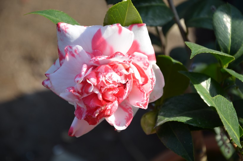 『生肖』7月初，桃花缠绕，姻缘傍身，真爱临门与佳人共相随的四大生肖