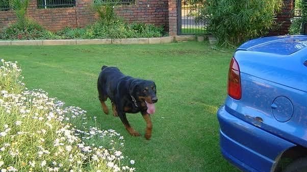 [属狗]狗：要乐“疯”了！明后两天有“两桩好事”