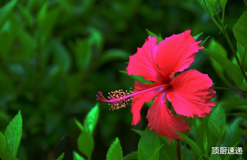 生肖|10月下旬起，有贵人帮扶，运势爆发，真爱上门的四大星座
