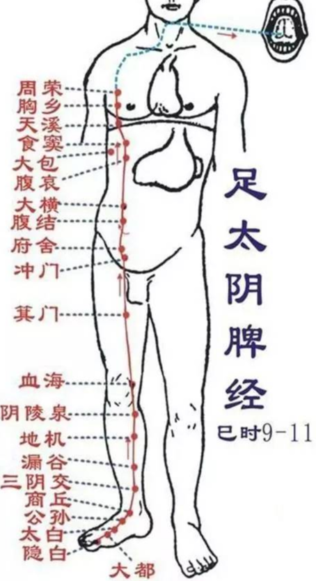 #经络#人体十二经络养生与调理(第二节)