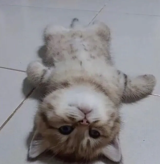 豪车@“除了装X，这辆豪车还有啥功能？”哈哈哈结果网友脑洞大开...