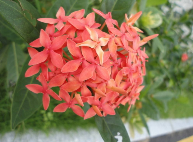 生肖|未来5个月，喜鹊门前喳喳叫，遇见贵人，收入翻倍的3大生肖！