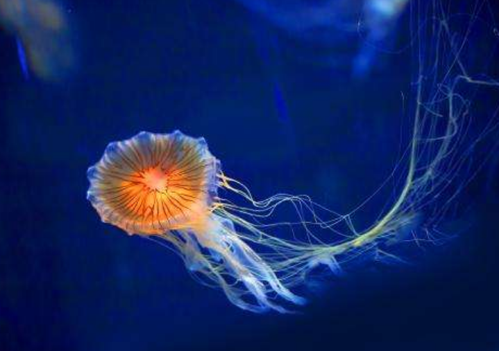 「太空」美国曾将2487只水母送入太空，繁殖到6万只后，奇怪的一幕发生了