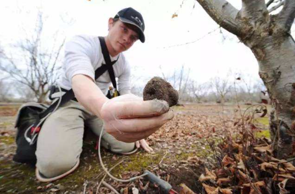松露|老板请客吃饭，上了三份黑松露花了4W多，报警处理，后来哭着买单走了