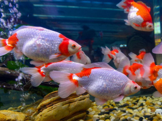 鱼在水里不动了是什么意思？其实它并没有死，而是这些原因