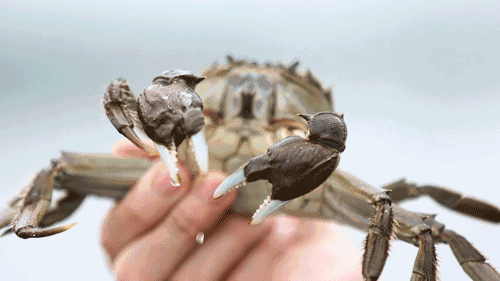 生物学家|我就想问：生物学家，你们给这些螃蟹取名的时候，是认真的吗？