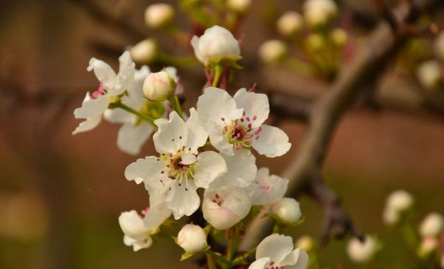 双子座|十月中旬，桃花运爆棚，朝思暮想的良缘到来，注定脱单的四星座