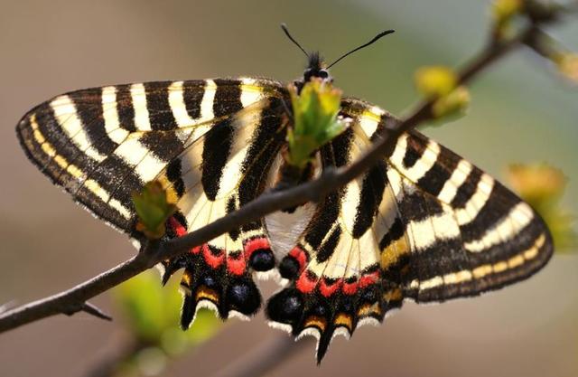 非洲:世界动物之最-高清版(2)