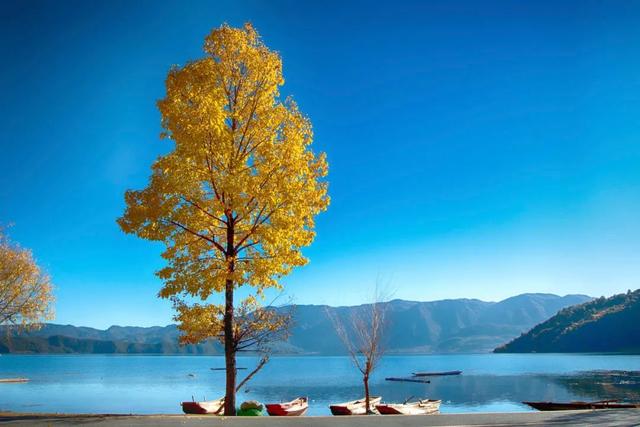 胡杨林|再过30天，全世界都要羡慕死中国了