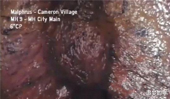 科学家▲九大曾传得玄之又玄的神秘生物，看知晓其真面目，瞬间感觉被玩弄