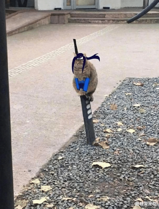 猫咪蹲路边思考猫生，结果却被网友们玩坏了，猫：呵，人类啊