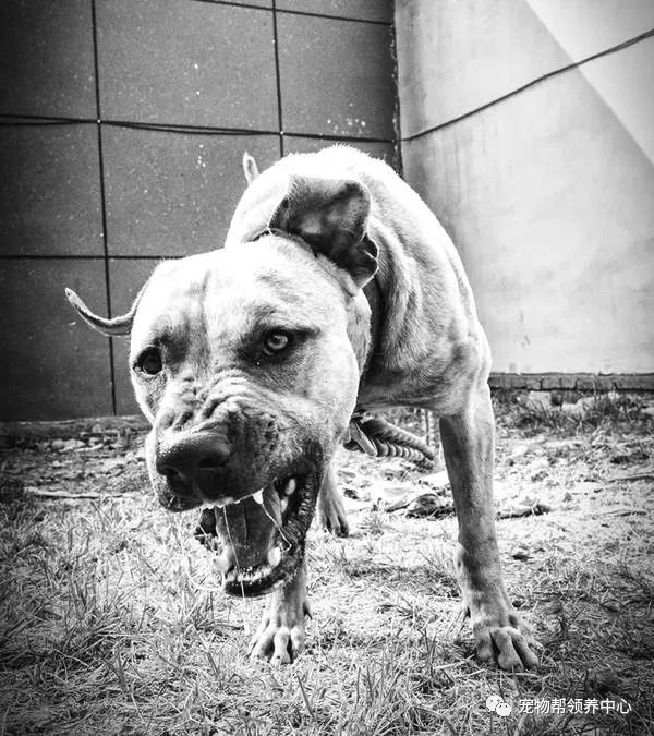 度假村藏匿残忍斗狗场，场面血腥，而上百人却在拍手叫好！