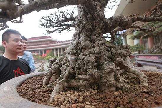 睹图|男子花30万买到一棵百年古树，还 为其定做了一个3万元的花盆