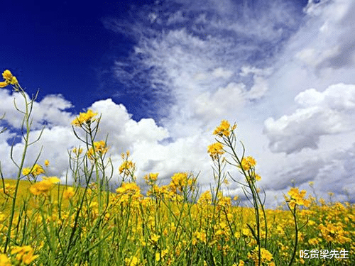 『生肖』能助老公一臂之力，运势会越来越旺，兴家旺夫的四大生肖女