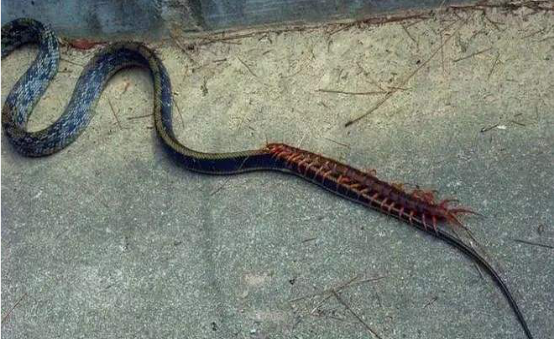 杨利伟|公鸡和蜈蚣打架，蜈蚣身为“五毒之一”，为何毒不了公鸡呢？