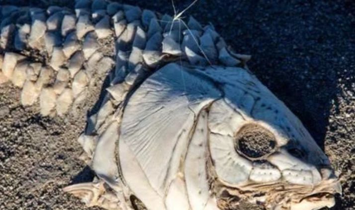 ##全世界最能“忍”的鱼：练就“忍术”，在沙漠里繁衍了6万年！