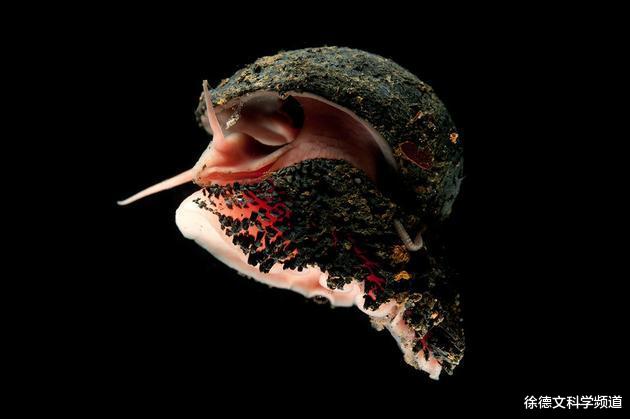 『科学家』地球上唯一将铁融入外骨骼的物种，科学家只搞懂了它一半秘密！