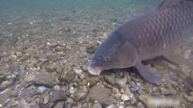 「」钓鱼：刚才鱼口迅猛，怎么就突然没口了呢？