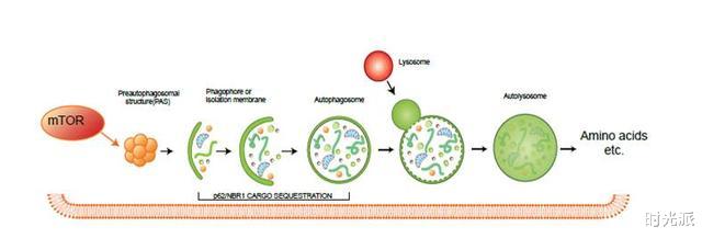 科学家|自己吃掉自己,延长寿命30年:唯一被诺贝奖证实的延寿理论