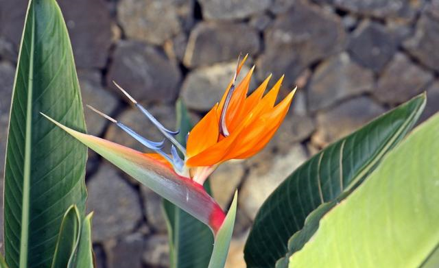 生肖|10月喜鹊报喜，月老做媒，偶遇良缘喜脱单，真是很幸运的四大生肖