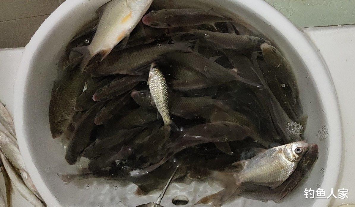 「」初夏季节钓鱼，用长竿短线野钓鲫鱼，钓获一盆30多条大板鲫鱼