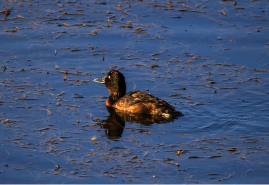 滇讯 世界“极危”青头潜鸭连续两年现身云南保山
