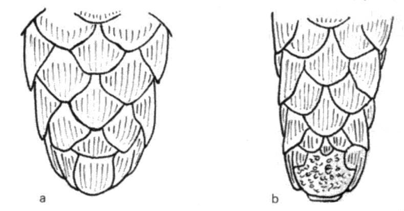 穿山甲▲穿山甲：兽王血统食蚁心，全球被走私最多的野兽