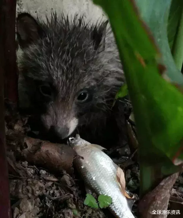 ##狼还是野猫？男子山中独钓，身后钻出一只饥饿野物，结局暖心