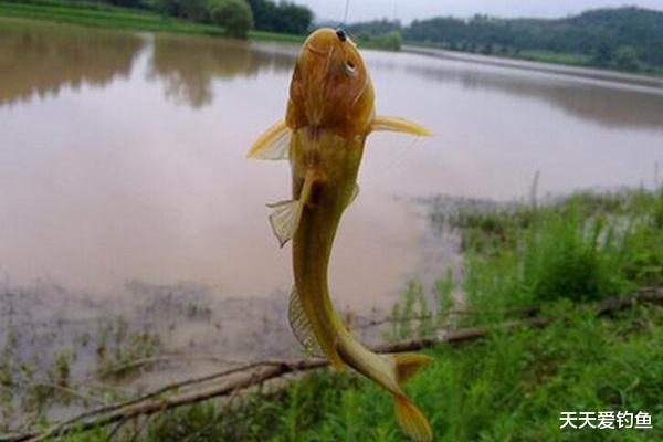 鲫鱼|盛夏时节昂刺鱼最好钓,常用这些绝杀技巧,鱼儿连竿上!