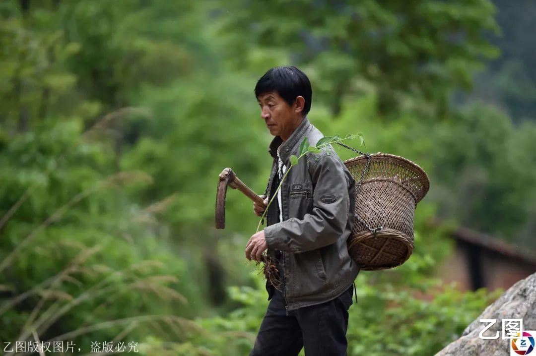 「套路贷」480元一克的“仙草”，山里村民用它烧菜吃，网友惊叹太奢侈