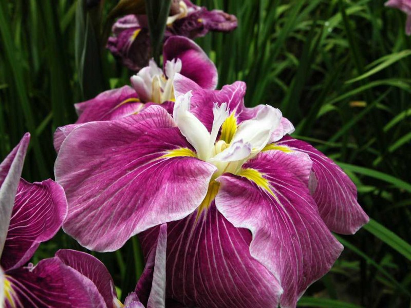 生肖@下个月，前缘难断相思泪，旧情回味无穷，爱情明媚如初的四大生肖