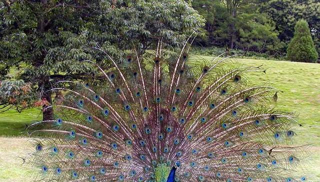 后代@大多数动物是雄性更漂亮,为什么人类是个例外?女人比男人更漂亮