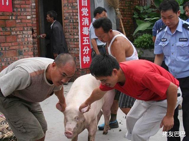 生猪价格|2万吨冻猪肉来袭,猪价“扛不住”,要跌回15元一斤“白菜价”?