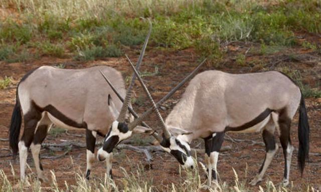 #科学家#活到156岁才可交配,因为太懒为了吃饱饭,献祭了自己眼睛