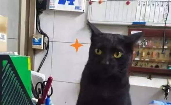 这家人养猫居然有这种大用途？你养猫这么久你知道么？