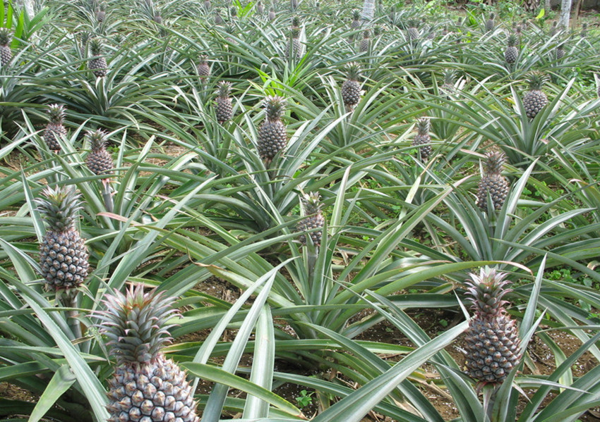 『水果』看看你平常吃的水果是咋长出来的, 让人大开眼界