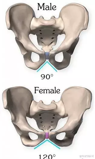翘臀|为啥很多男生的屁股比女生的都翘？