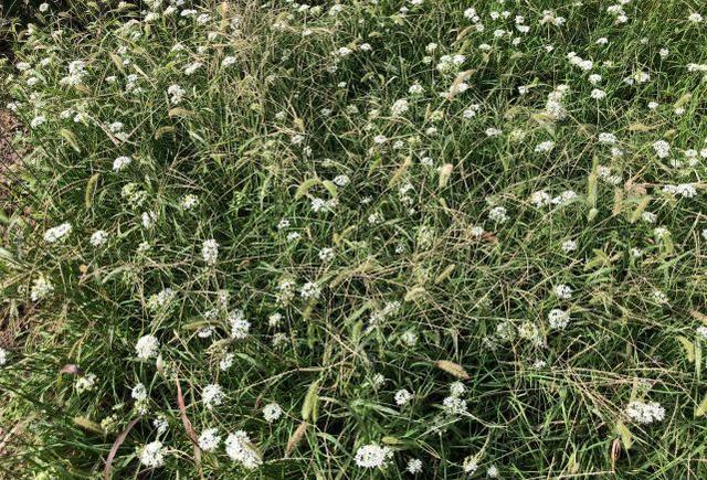崔立君说生活 农村俗语：春打六九头，穷人苦出头，为何立春有六九头和五九尾呢