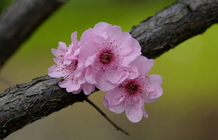 生肖|这3生肖，11月下旬贵人不少，事业兴旺，生活喜上眉梢！