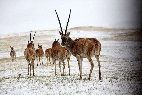 藏羚羊：为何生物界交配时间最长的动物是它？最少要21天，还是近危动物！