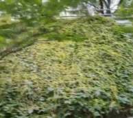 贵阳网|注意！入侵贵州的它竟是“吸血鬼”，主管部门：不能随意处置