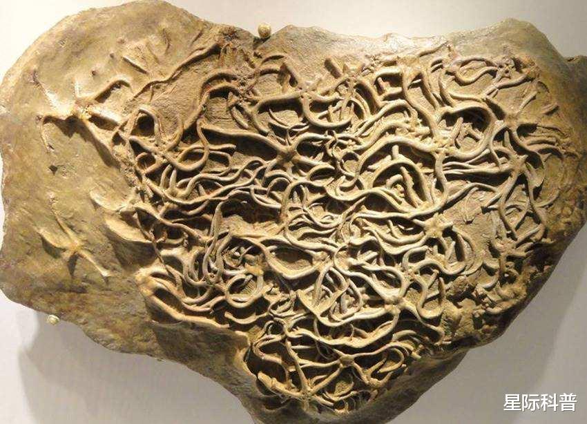 科学家@科学家发现一种古老生物,如果它们没灭绝,人类会提前15亿年出现