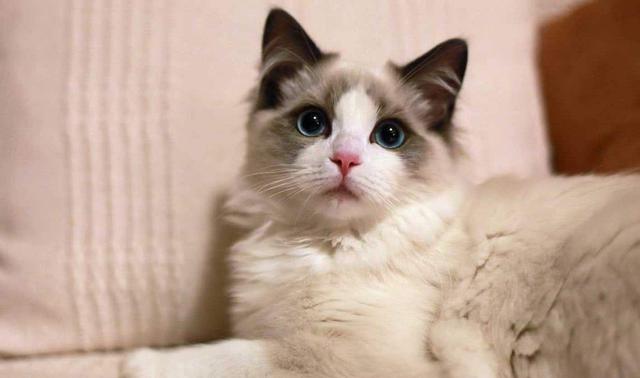 趣观历史|几乎什么都吃的中国人，为何不吃猫肉？《本草纲目》早已给出答案